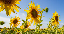 Sunflower Field. Agriculture. Rural Landscape, Agricultural Land. Farm. Blue Sky And White Clouds Above Yellow Field Sunflower On Sunny Day. Yellow Sunflowers Against A Blue Sky In Sun.