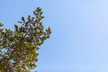 Pine Cone Tree On A Blue Sky