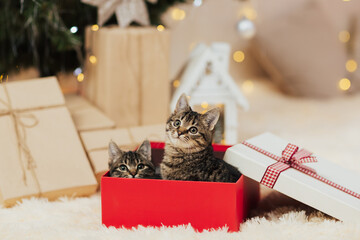 two kittens in a red gift box under christmas tree at home. christmas gift.