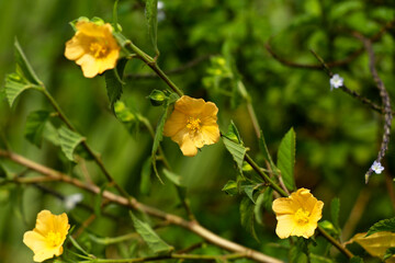 Light yellow color flower of flannel weed or Sida cordifolia