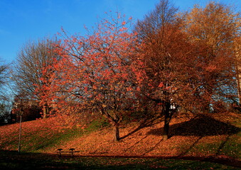 autumn in the park