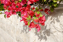 Red Bougainvillea Flowers On The Wall