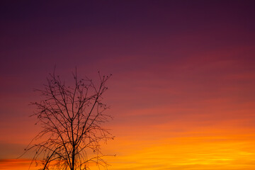 tree on sunset sky background