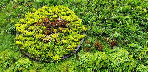 Wall Mural - Green tree in plant pot or jardiniere on grass field background in garden park. Beauty in nature and fresh plant growth concept.