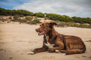 beautiful picture of a dog on the beach