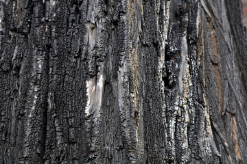 Wall Mural - The bark texture of the old Sophora tree