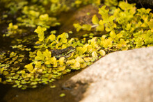 Lithobates Clamitans, Green Frog On A Rock Amongst Yellow Flowers