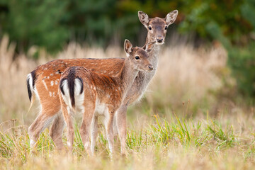 Wall Mural - two fallow deer, dama dama, standing on meadow in autumn nature. mother hind with fawn observing on 