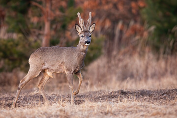 Wall Mural - roe deer, capreolus capreolus, buck with antlers covered in velvet walking on meadow. roebuck standi