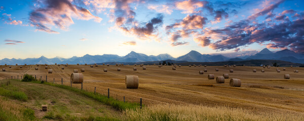 panoramic view of bales of hay in a farm field. dramatic sunrise summer sky. taken near pincher cree
