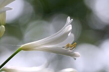 Close-up Of White Agapanthus Blooming Outdoors