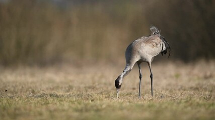 Fototapete - Common crane bird ( grus grus )	