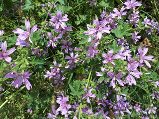 Violet small flowers, green leaves