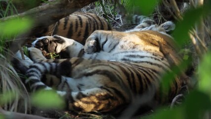 tiger in nature wildlife 4k