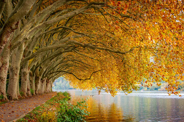 Platanen-Allee in Herbstfärbung am Baldeneysee