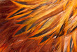 Leinwandbild Motiv texture rooster feather red