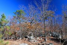 Woodland Of Kennesaw Mountain In The Near Of Atlanta At The End Of November. Almost All Foliage Has Gone And The Pure Trees Are Waiting In A Brilliant Blue Sky Waiting For The Next Spring. 