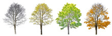 Four Seasons Large Maple Tree Isolated On White