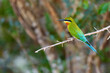 Beautiful colorful bee-eater in Udawalawe National Park, Sri Lanka. Blue-tailed bee-eater (Merops philippinus). A bird living on the Indian subcontinent. An animal in its natural habitat.