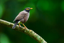 The Common Myna Or Indian Myna (Acridotheres Tristis). A Bird Living Near People. Invasive Species.
