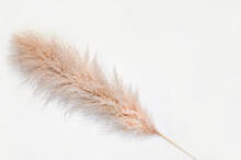 Pampas Grass On White Background