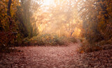Fototapeta Na sufit - Beautiful Autumn Forest trail. Autumn background, backdrop