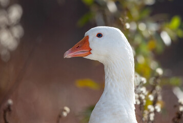 Wall Mural - Portrait of white goose outdoor