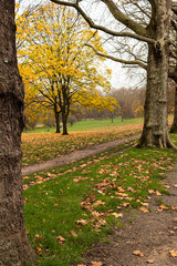 Saint James Park between two trees during the autumn season, London, United Kingdom