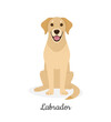 Labrador. Vector illustration of cute big yellow sitting dog in flat style. Isolated on white