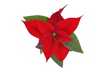 Top view of single blooming red poinsettia flower on white background