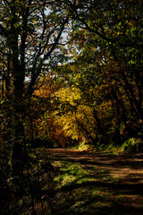 Path full of leaves in the middle of autumn at the Silla de Felipe II in El Escorial. Madrid