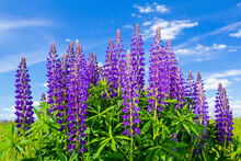 Beautiful Purple Lupins Bloom In A Field, On A Sunny Clear Day, Against A Blue Sky