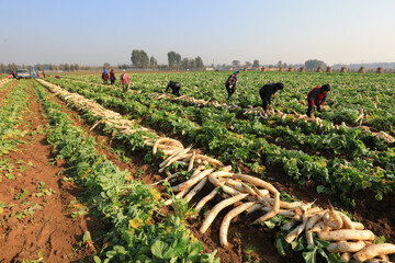 Wall Mural - farmers harvest white radish on their farms, LUANNAN COUNTY, Hebei Province, China