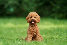 Small Chocolate Poodle On The Grass. Pet In Nature. Cute Dog Like A Toy 
