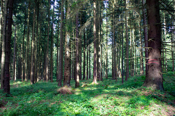 path in the forest