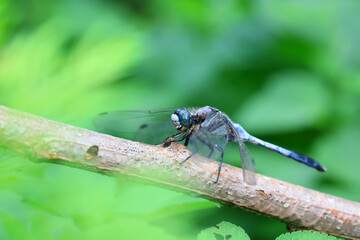 dragonflies inhabit weeds in north china