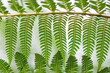 Overlapping fern fronds making a pattern