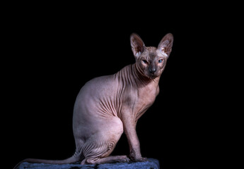 Beautiful young cat Sphinx color blue point on a black background.