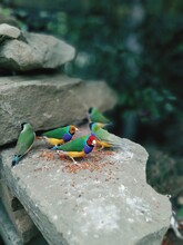 Birds Of Sochi Park