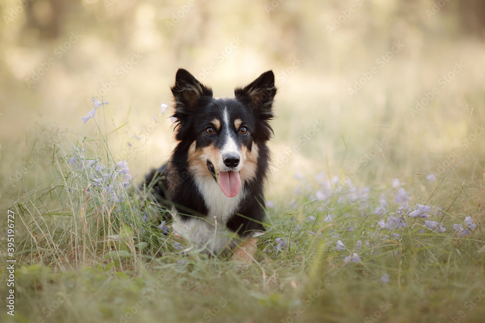 Dog in the forest. funny border collie in nature - obrazy, fototapety, plakaty 