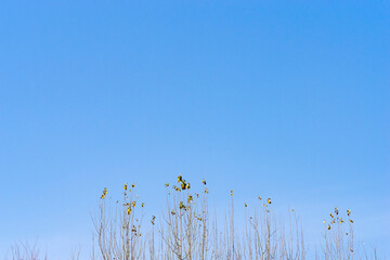 Wall Mural - a poplar tree with few leaves and a clear blue early winter sky background.