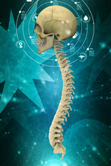 Wall Mural - 3d illustration Human Skull with spinal cord
