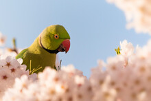 Low Angle View Of Parrot On Cherry Blossoms Tree