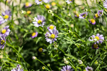 Violet Aster flowers bloom in the garden