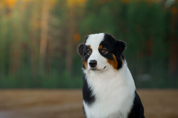 Wall Mural - portrait of dog. Australian Shepherd in nature.