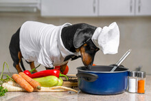 Funny Dachshund Dog In Costume Of Chief With White Cap Is Going To Cook Vegetarian Dish With Vegetables In Kitchen, And Looks Into The Pot To Check Situation.