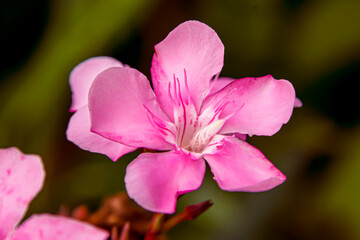 Poster - Some pollen that has already bloomed