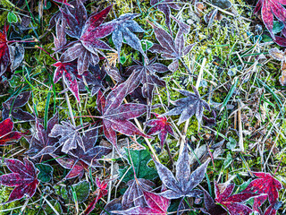 Canvas Print - 落ち葉の霜模様