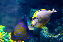 Extremely Bright And Colorful Tropical Sea Fish In The Aquarium