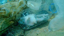 Dead Octopus Inside Plastic Bottle On Seabed Among The Plastic And Other Garbage. COVID-19 Is Contributing To Pollution, As Discarded Used Masks Clutter Polluting Sea Bottom Along With Plastic Trash